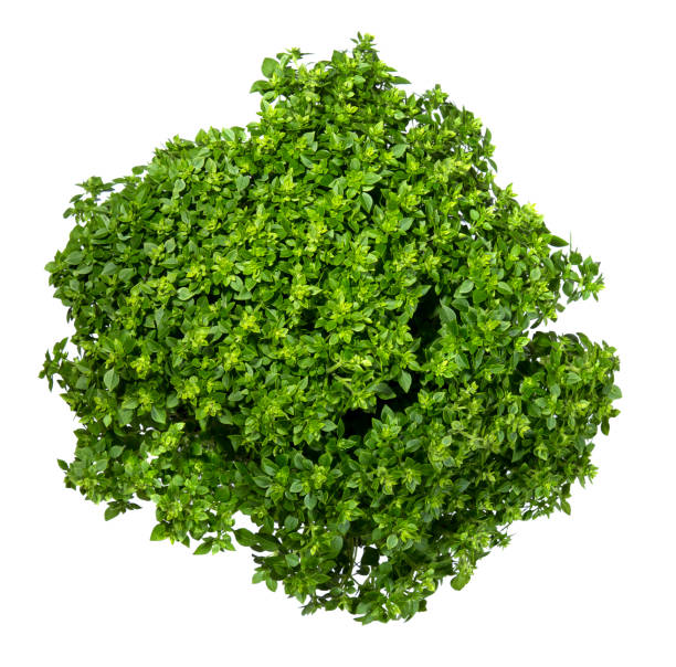 istock Fresh leaves of a Greek dwarf basil on a white background 816104590
