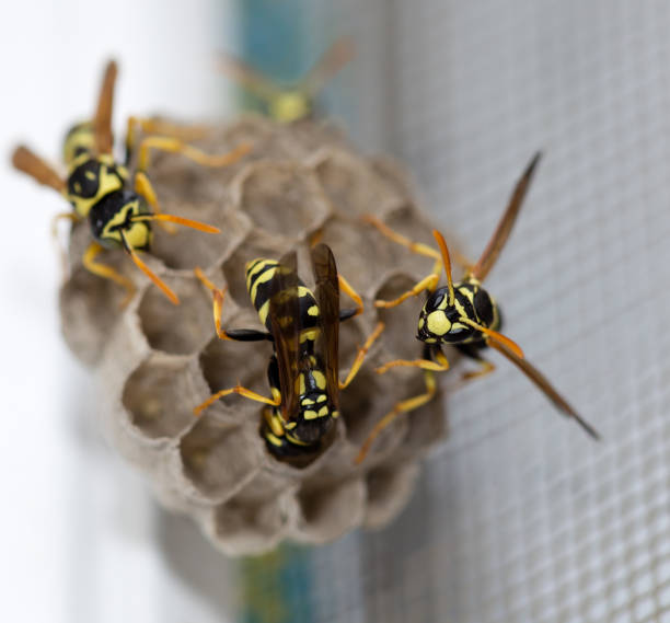 istock The wasp sits on an aspen 816107430