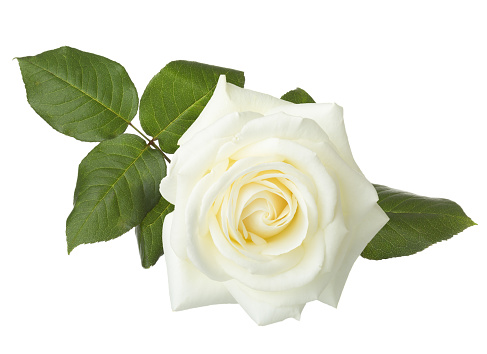 White rose petals close up.