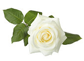 White rose isolated on white background.