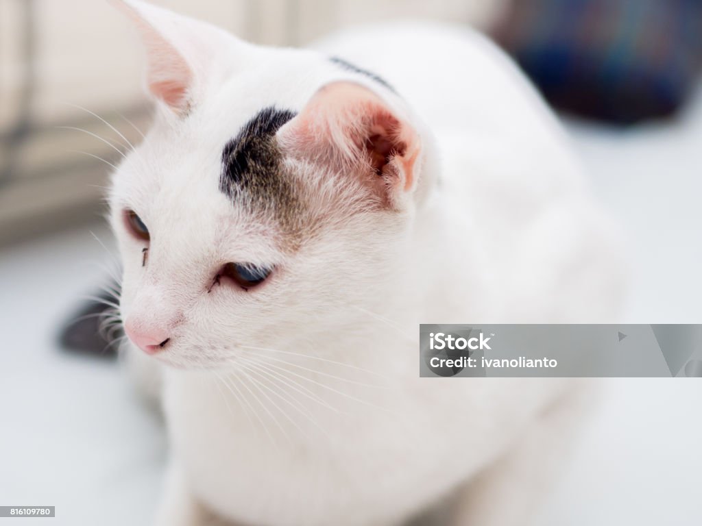 Retrato de gato branco - Foto de stock de Animal royalty-free