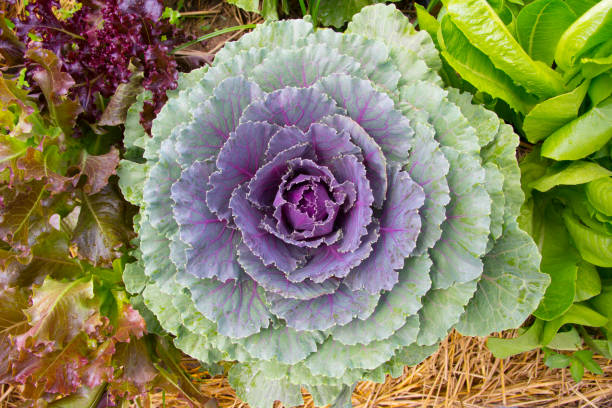 istock Ornamental cabbage in vegetable garden 816109804