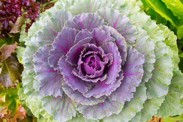 istock Ornamental cabbage in vegetable garden 816109808