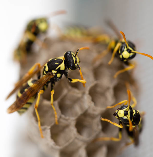 istock The wasp sits on an aspen 816109916