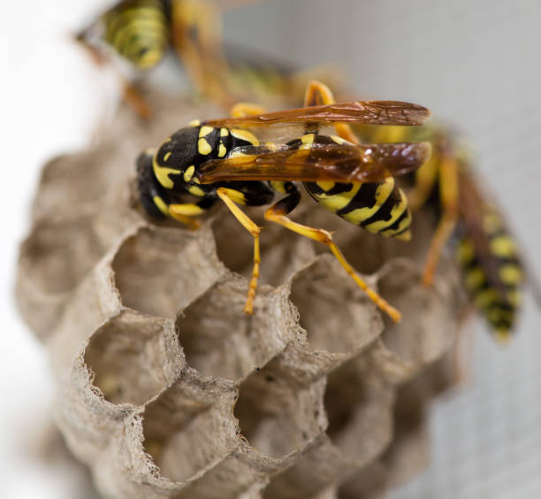 istock The wasp sits on an aspen 816110066