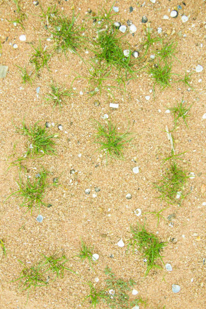 istock Grass on the sand close up background 816119502