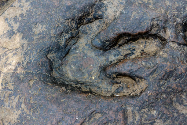 Preserved / fossilized dinosaur footprints near Poison Spider Trailhead, Moab, Utah off Potash Road. Wide-view.