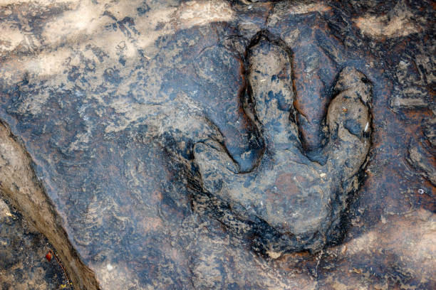 istock Real dinosaur footprint , Thailand. 816122386