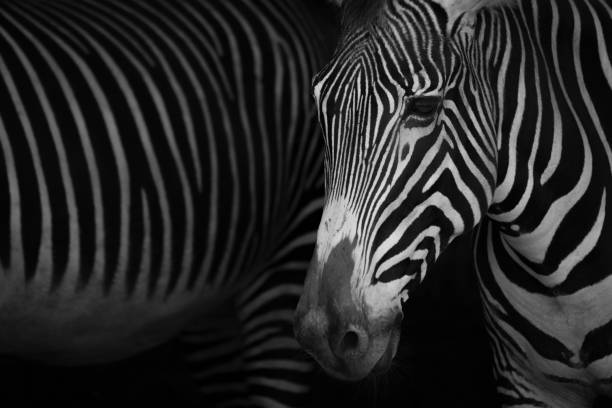istock Mono close-up of Grevy zebra beside another 816123080