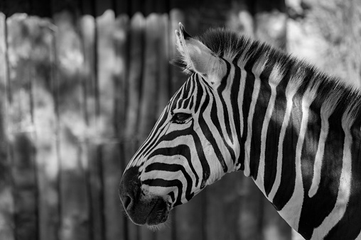 zebra in akagera national park rwanda