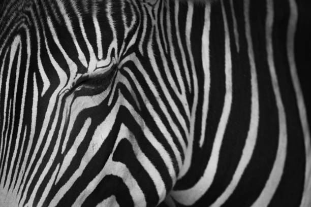 istock Mono close-up of Grevy zebra closing eye 816125196