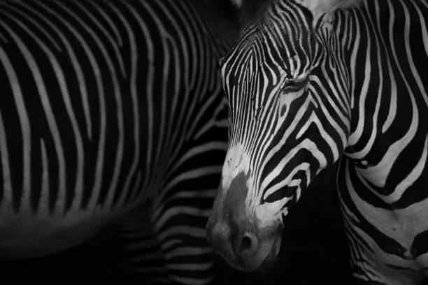 istock Mono close-up of Grevy zebra closing eyes 816127212
