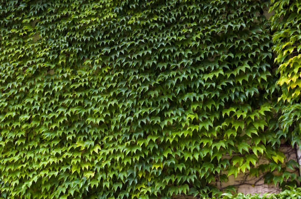istock Green ivy wall, fresh green leaves texture background 816129354