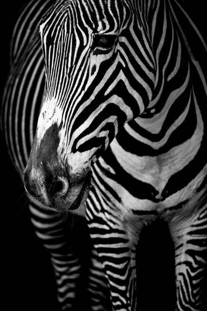 istock Mono close-up of Grevy zebra from front 816129358
