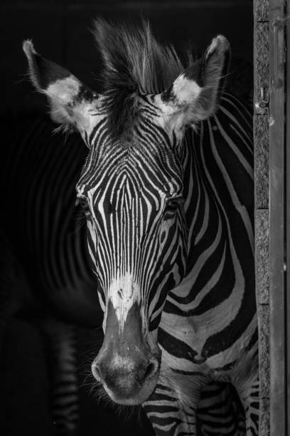 istock Mono close-up of Grevy zebra in barn 816129388