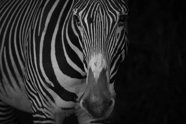 istock Mono close-up of Grevy zebra in blackness 816129418