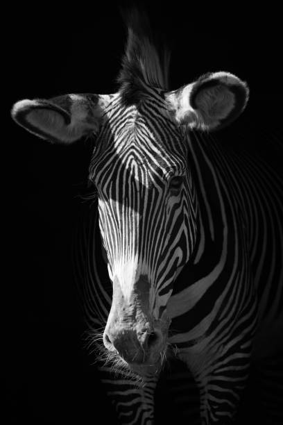 istock Mono close-up of Grevy zebra in darkness 816129472