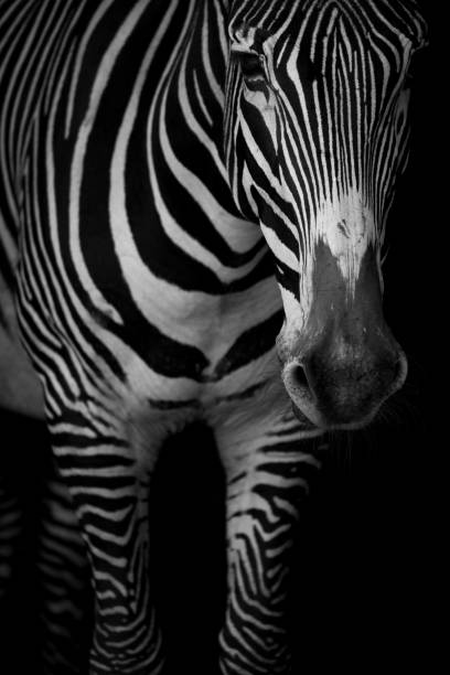 istock Mono close-up of Grevy zebra lowering head 816129660