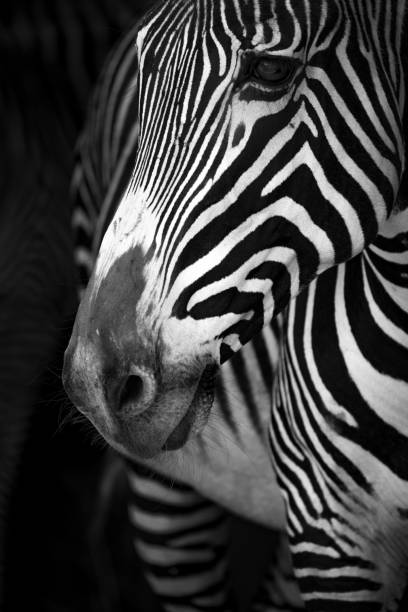 istock Mono close-up of Grevy zebra turning head 816132150
