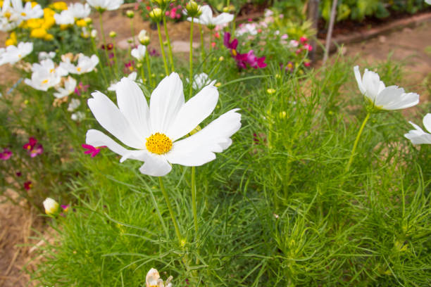 istock Cosmos flower in the garden 816134372