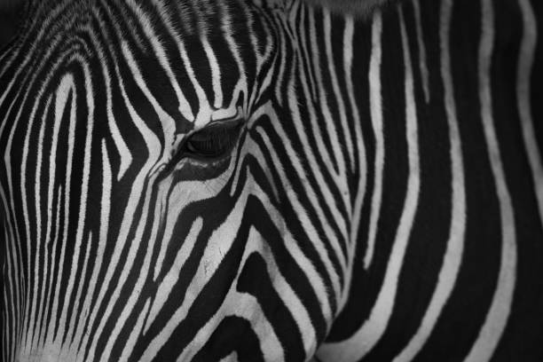 istock Mono close-up of head of Grevy zebra 816134404