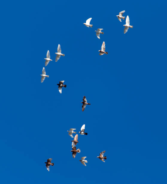 istock A flock of pigeons on a blue sky 816134530
