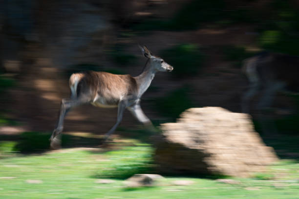 istock Slow pan of deer running past rock 816139236