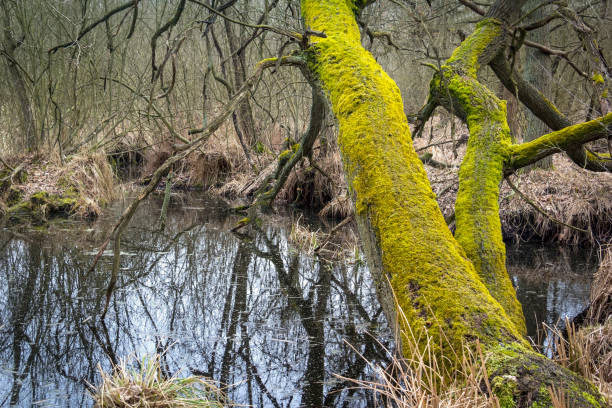 istock Erlenbruch, Carr. Swamp in early springtime 816139448