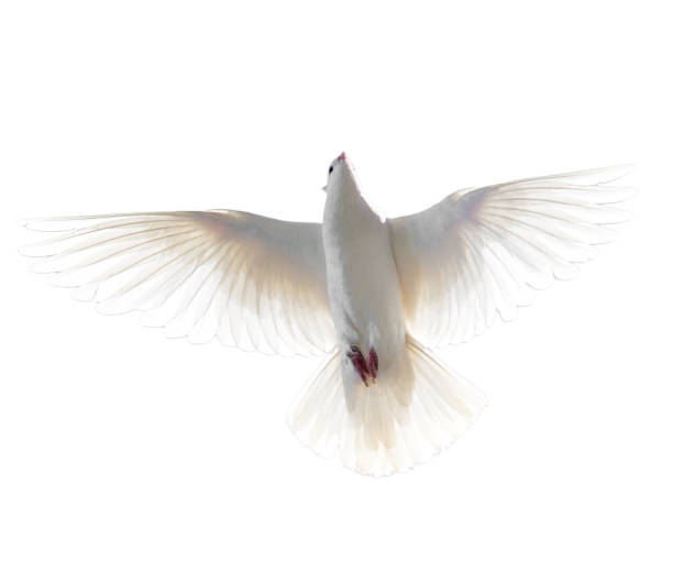 istock White dove in flight isolated on white background 816139788