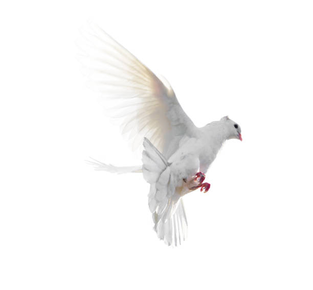 istock White dove in flight isolated on white background 816139820