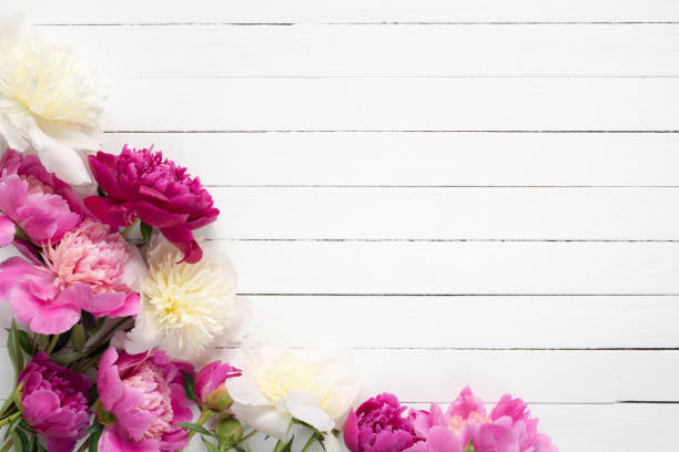 istock Frame of peonies on white wooden background 816139852