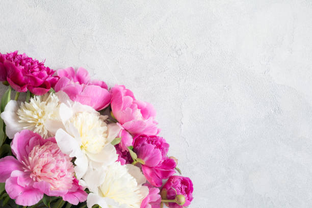 istock Pink and white peonies bouquet on gray background 816139854