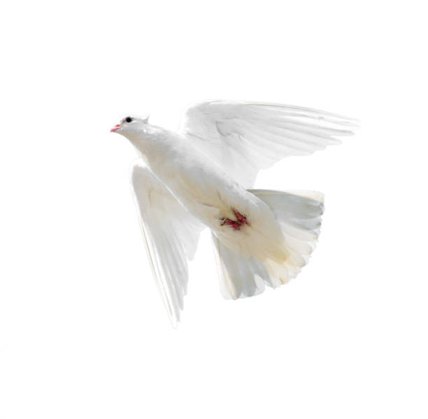 istock White dove in flight isolated on white background 816139924