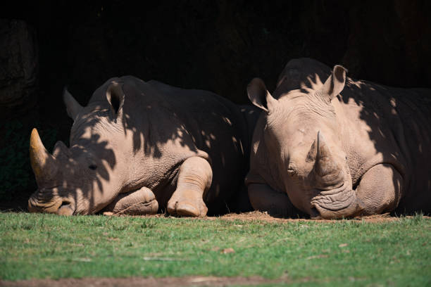 istock Two white rhinoceros lying in leafy shade 816139990
