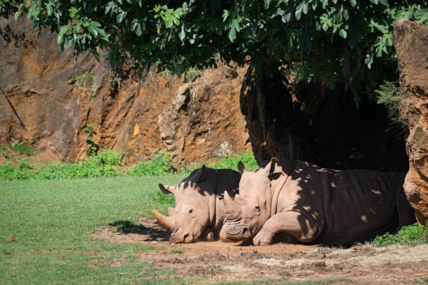 istock White rhinoceros dozing in shade of tree 816142114