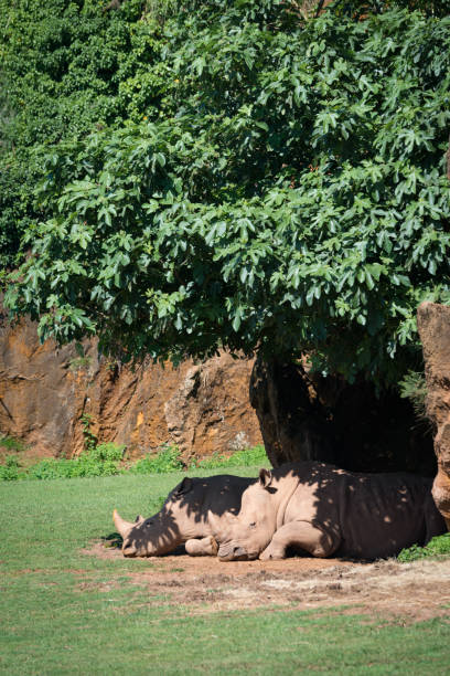 istock White rhinoceros dozing in shade under bush 816144134