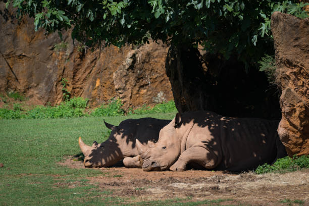 White rhinoceros dozing in shade under tree