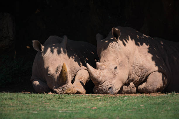 istock White rhinoceros lying side-by-side in leafy shade 816146470