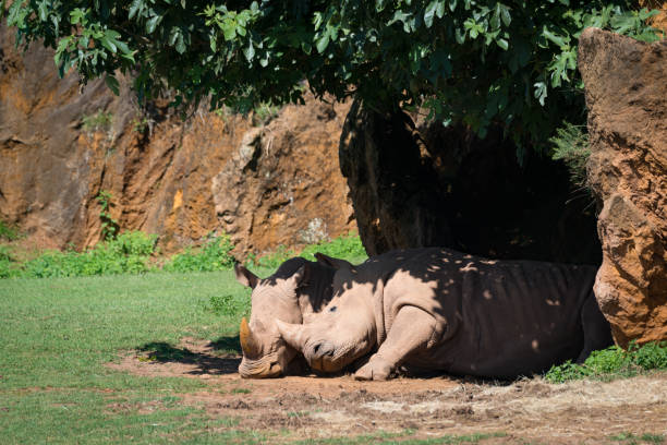 istock White rhinoceros nuzzling another in leafy shade 816146506