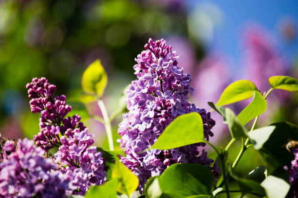 istock Beautiful lilac flowers in the nature 816146612