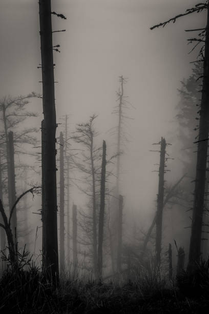 Scary forest A forest covered in fog which makes it look scary. slenderman fictional character stock pictures, royalty-free photos & images