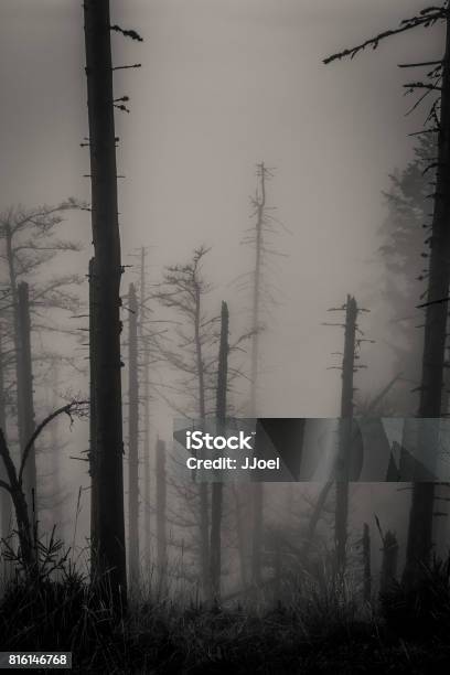 Scary Forest Stock Photo - Download Image Now - Slenderman - Fictional Character, Cloud - Sky, Collapsing
