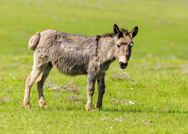istock A donkey grazes pasture in a field with grass 816149010