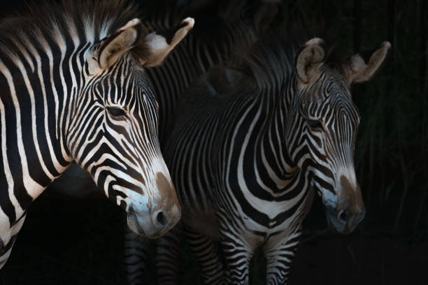 istock Close-up of Grevy zebra mother by foal 816149282