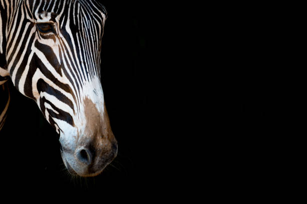 istock Close-up of Grevy zebra peeping into frame 816149350