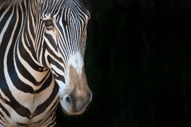 istock Close-up of Grevy zebra staring forward 816149646