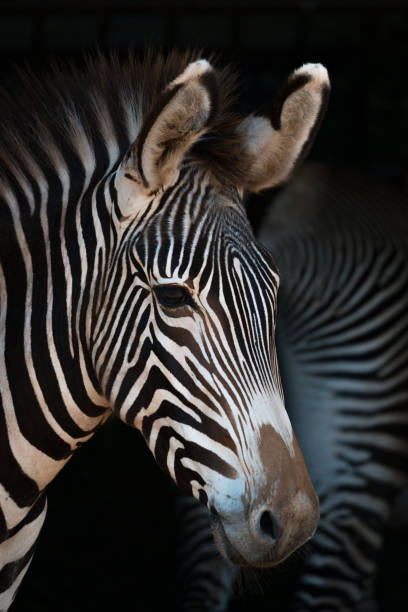 istock Close-up of Grevy zebra with another behind 816149982