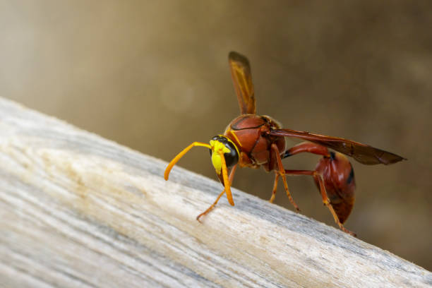 istock Image of potter wasp (Delta sp, Eumeninae) on dry timber. Insect Animal 816151802