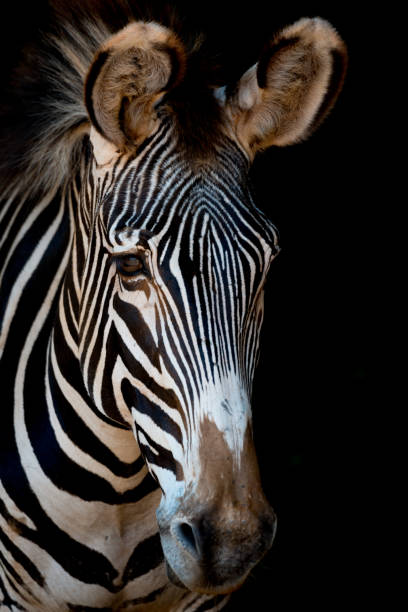 istock Close-up of Grevy zebra with darkness behind 816151814