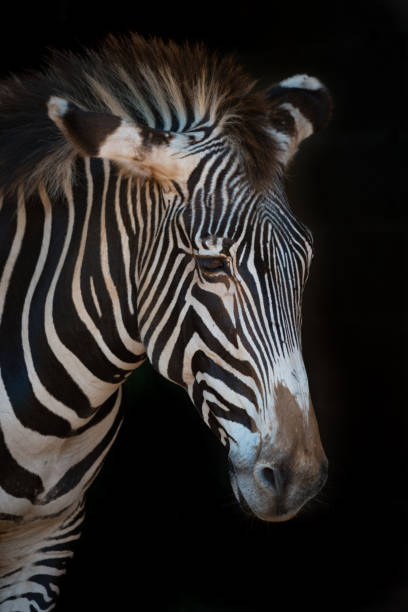 istock Close-up of Grevy zebra with drooping head 816151892